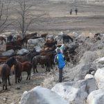 الخيول البرية في جبل "إرجييس" التركية.. مركز استقطاب محبي التصوير 12 الخيول البرية في جبل "إرجييس" التركية.. مركز استقطاب محبي التصوير 11