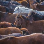الخيول البرية في جبل "إرجييس" التركية.. مركز استقطاب محبي التصوير 4 الخيول البرية في جبل "إرجييس" التركية.. مركز استقطاب محبي التصوير 3