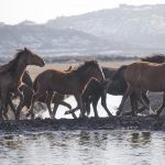 الخيول البرية في جبل "إرجييس" التركية.. مركز استقطاب محبي التصوير 10 الخيول البرية في جبل "إرجييس" التركية.. مركز استقطاب محبي التصوير 9