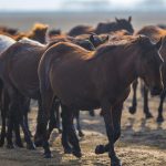الخيول البرية في جبل "إرجييس" التركية.. مركز استقطاب محبي التصوير 18 الخيول البرية في جبل "إرجييس" التركية.. مركز استقطاب محبي التصوير 17