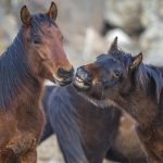 الخيول البرية في جبل "إرجييس" التركية.. مركز استقطاب محبي التصوير 20 الخيول البرية في جبل "إرجييس" التركية.. مركز استقطاب محبي التصوير 19