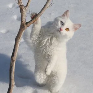 رقائق إلكترونية لمراقبة وحماية قطط في تركيا