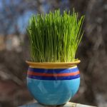 تعرف على الـ”سماني” هدية أعياد “النوروز” في الأناضول التركي 2 تعرف على الـ”سماني” هدية أعياد “النوروز” في الأناضول التركي 1