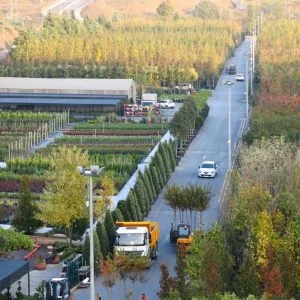 150 ألف شجرة جديدة بإسطنبول في 2017