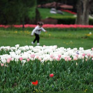 حدائق مدينة “بورصة” التركية تزهو بـ 26 مليون وردة