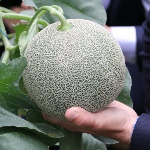 مرسين التركية تجني أول ثمار الشمّام 3