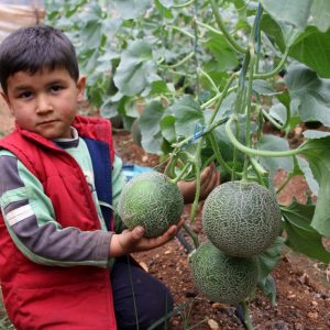 مرسين التركية تجني أول ثمار الشمّام 7