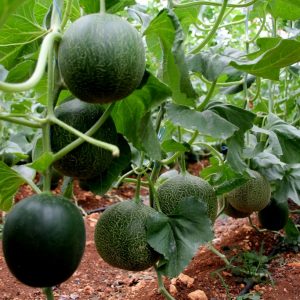 مرسين التركية تجني أول ثمار الشمّام 9