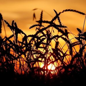 خطة روسية تركية لرفع القيود عن المنتجات الزراعية