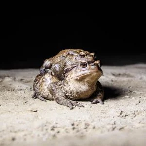 إناث ضفادع تنقل الذكور في رحلة التكاثر بمدينة كوتاهية التركية