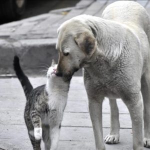 رغم العداء الطبيعي بينهما.. صداقة كلب وقطة في أفيون قره حصار التركية