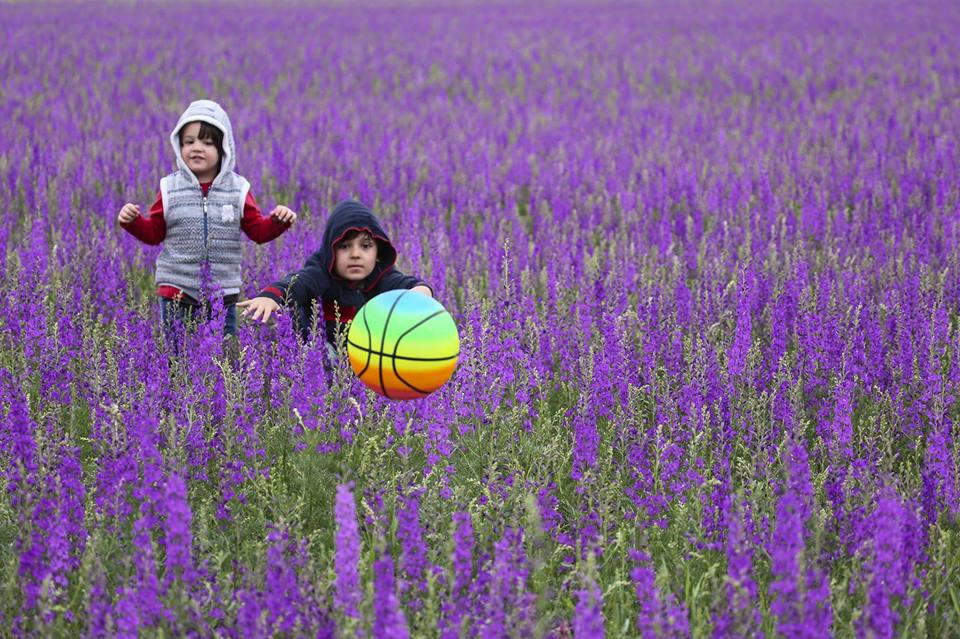 لقطات ساحرة لزهور برية متنوعة في ولاية بولو التركية 1