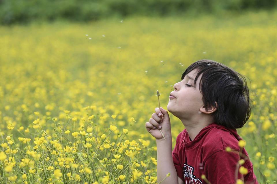لقطات ساحرة لزهور برية متنوعة في ولاية بولو التركية 3