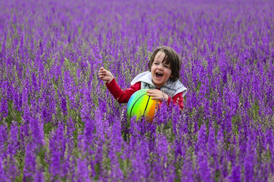 لقطات ساحرة لزهور برية متنوعة في ولاية بولو التركية 5