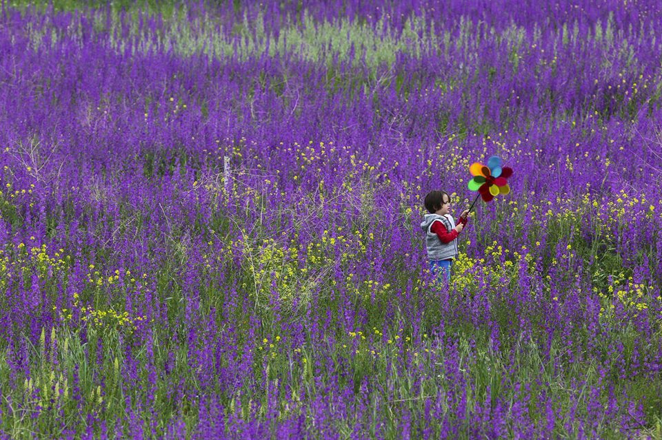 لقطات ساحرة لزهور برية متنوعة في ولاية بولو التركية 7