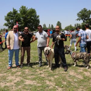 جمعية تركية تنظم مسابقة لاختيار أجمل كلب رعي في البلاد