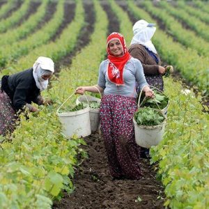 “ورق العنب” مصدر دخل للسيدات في “طوقات” التركية