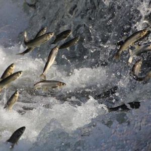 موسم تزاوج الاسماك في بحيرة “وان” التركية يجذب الاف السياح