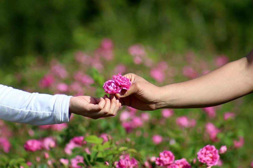 إسبرطة.. جنة النباتات العطرية في تركيا 2 إسبرطة.. جنة النباتات العطرية في تركيا 1