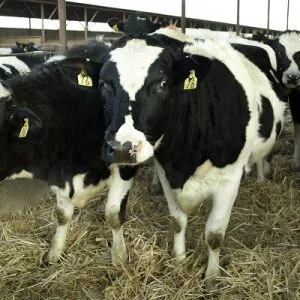 لكسر الحصار الخليجي.. أكبر جسر جوي لنقل الأبقار إلى قطر