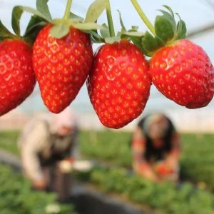 روسيا تستأنف استيراد الفراولة والعنب من تركيا