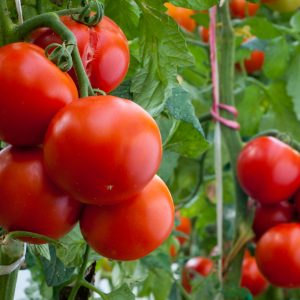 روسيا تعتزم استئناف استيراد الطماطم التركية