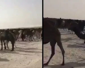 شاهد بالفيديو السعودية تطرد الإبل والأغنام القطرية