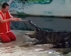 بالفيديو.. تمساحٌ ينقضُّ على مدربه ويغدر به..سحق رأسه بين فكَّيه بشراسة