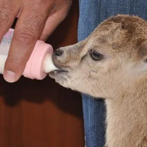 تركيا.. “سخلة” مكسورة الساق تحظى برعاية عمال حماية الطبيعة