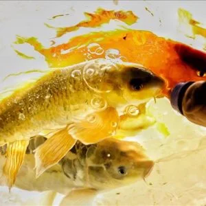 الأسماك تتغذى برضاعات الأطفال في تركيا