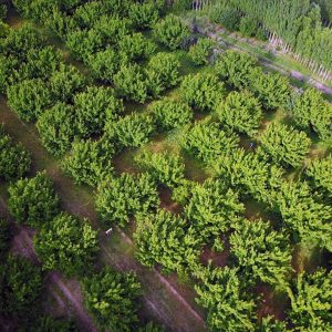 بدء موسم قطاف “الألماس الأصفر” في إغدير التركية