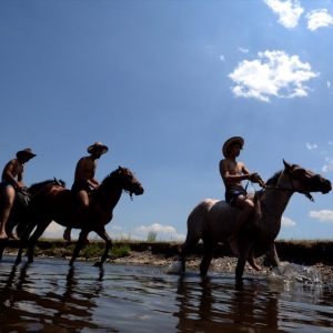 خيول “قارص” تلجأ لجداول المياه هرباً من الحرارة المرتفعة 1