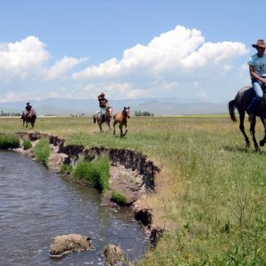 خيول “قارص” تلجأ لجداول المياه هرباً من الحرارة المرتفعة 7