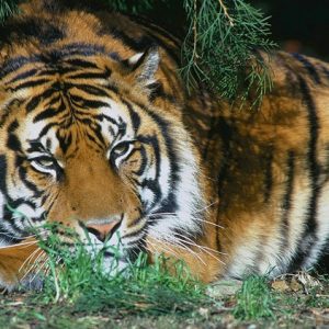 قرى هندية تقدم المسنين طعاما للنمور