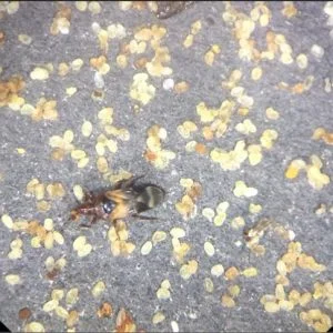 مختبر تركي يغطي نفقاته من الحشرات