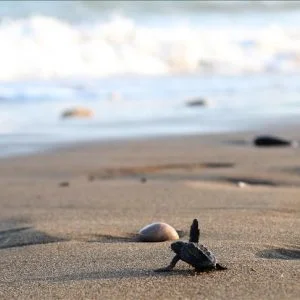 ولاية مرسين التركية تستقبل ضيوفا من نوع فريد هذه الأيام