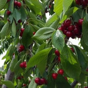 روسيا وألمانيا الأكثر استهلاكاً للكرز التركي