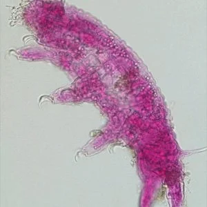 تركيا.. خبراء يكتشفون كائنًا مجهريًا جديدًا