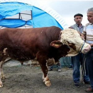 خمس طرق لشراء الأضاحي في تركيا..تعرف عليها