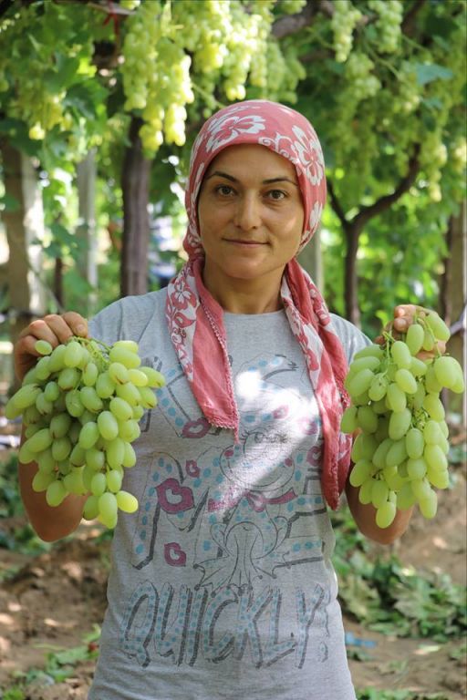 صور.. أنامل ناعمة تجني "عنب مولانا" الشهير في مانيسا التركية 3