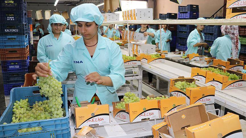 صور.. أنامل ناعمة تجني "عنب مولانا" الشهير في مانيسا التركية 5