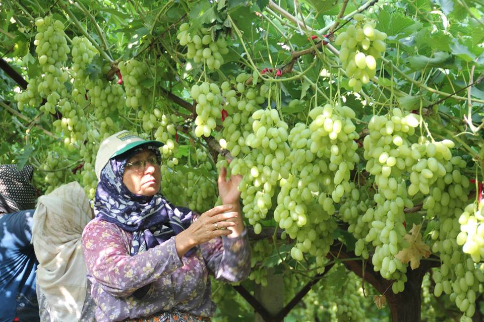 صور.. أنامل ناعمة تجني "عنب مولانا" الشهير في مانيسا التركية 7