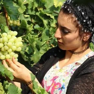 صور.. أنامل ناعمة تجني “عنب مولانا” الشهير في مانيسا التركية