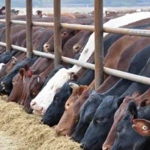 الاعلان عن اسعار الاضاحي في تركيا