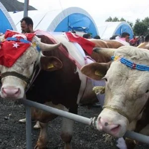 نداء من بائعي الاضاحي الى سكان اسطنبول