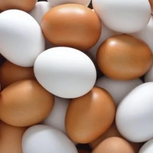 تركيا خالية من البيض الملوث