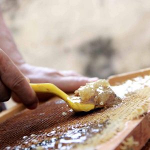 ارتفاع صادرات العسل التركي من شرق البحر الأسود 70 في المئة