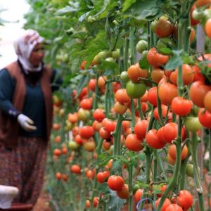انطاليا التركية تصدر الطماطم الى 46 دولة