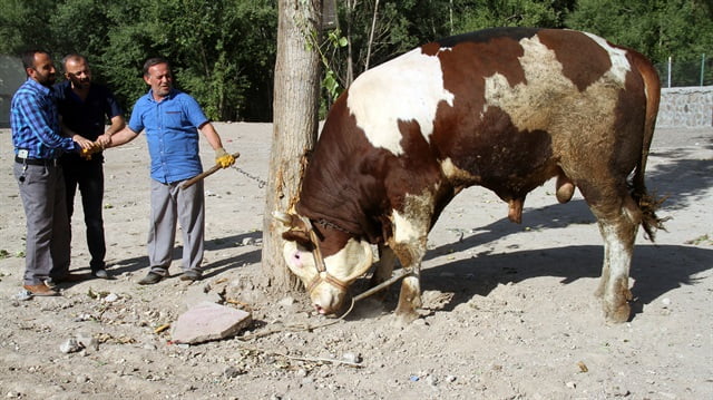 في تركيا.. ثلاجة لمن يشتري الـ"باشا" 4 في تركيا.. ثلاجة لمن يشتري الـ"باشا" 3