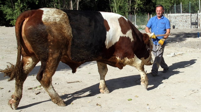 في تركيا.. ثلاجة لمن يشتري الـ"باشا" 2 في تركيا.. ثلاجة لمن يشتري الـ"باشا" 1
